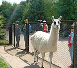 нажмите, чтобы увеличить фото